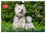 Kobold auf 4 Pfoten - West Highland White Terrier (Wandkalender 2024 DIN A4 quer), CALVENDO Monatskalender