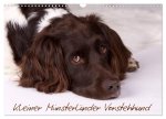 Kleiner Münsterländer Vorstehhund (Wandkalender 2024 DIN A3 quer), CALVENDO Monatskalender