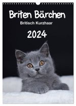 Briten Bärchen - Britisch Kurzhaar 2024 (Wandkalender 2024 DIN A3 hoch), CALVENDO Monatskalender