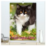 Britisch Langhaar Katzen (hochwertiger Premium Wandkalender 2024 DIN A2 hoch), Kunstdruck in Hochglanz