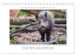Emotionale Momente: Das Wildschwein. (Tischkalender 2024 DIN A5 quer), CALVENDO Monatskalender