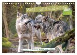 Wolf - wild und schön (Wandkalender 2024 DIN A4 quer), CALVENDO Monatskalender