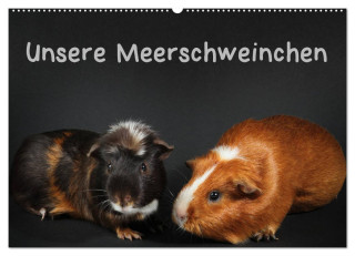 Unsere Meerschweinchen (Wandkalender 2024 DIN A2 quer), CALVENDO Monatskalender