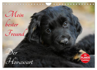 Mein bester Freund - Der Hovawart (Wandkalender 2024 DIN A4 quer), CALVENDO Monatskalender