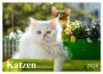 Katzen im Grünen (Wandkalender 2024 DIN A2 quer), CALVENDO Monatskalender