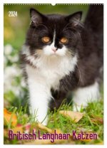 Britisch Langhaar Katzen (Wandkalender 2024 DIN A2 hoch), CALVENDO Monatskalender