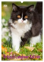 Britisch Langhaar Katzen (Wandkalender 2024 DIN A3 hoch), CALVENDO Monatskalender