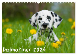 Dalmatiner 2024 (Wandkalender 2024 DIN A3 quer), CALVENDO Monatskalender