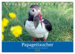 Papageitaucher - Clowns der nordischen Vogelwelt (Tischkalender 2024 DIN A5 quer), CALVENDO Monatskalender