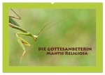 Die Gottesanbeterin Mantis Religiosa (Wandkalender 2024 DIN A2 quer), CALVENDO Monatskalender