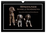 Windhunde - Schnelle Schönheiten (Wandkalender 2024 DIN A4 quer), CALVENDO Monatskalender