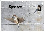 Spatzen (Wandkalender 2024 DIN A3 quer), CALVENDO Monatskalender