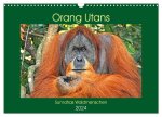 Orang Utans Sumatras Waldmenschen (Wandkalender 2024 DIN A3 quer), CALVENDO Monatskalender