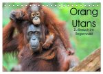 Orang Utans: Zu Besuch im Regenwald (Tischkalender 2024 DIN A5 quer), CALVENDO Monatskalender