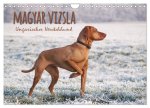 Magyar Vizsla - Ungarischer Vorstehhund (Wandkalender 2024 DIN A4 quer), CALVENDO Monatskalender