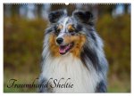 Traumhund Sheltie (Wandkalender 2024 DIN A2 quer), CALVENDO Monatskalender