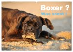 Boxer ? Was sonst ! (Wandkalender 2024 DIN A2 quer), CALVENDO Monatskalender