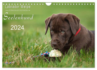 Labrador Welpe - Seelenhund (Wandkalender 2024 DIN A4 quer), CALVENDO Monatskalender