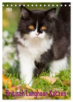Britisch Langhaar Katzen (Tischkalender 2024 DIN A5 hoch), CALVENDO Monatskalender