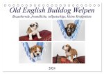 Old English Bulldog Welpen (Tischkalender 2024 DIN A5 quer), CALVENDO Monatskalender