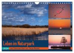 Leben am Naturpark um den Dümmer See (Wandkalender 2024 DIN A4 quer), CALVENDO Monatskalender