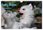 Husky Welpen (Wandkalender 2024 DIN A4 quer), CALVENDO Monatskalender
