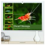 Dwarf Shrimps (hochwertiger Premium Wandkalender 2024 DIN A2 quer), Kunstdruck in Hochglanz