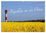 Rapsblüte an der Ostsee (Wandkalender 2024 DIN A2 quer), CALVENDO Monatskalender