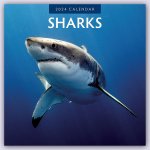 Sharks - Haie 2024 - 16-Monatskalender