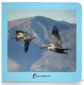Aves