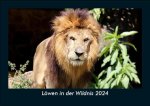 Löwen in der Wildnis 2024 Fotokalender DIN A5