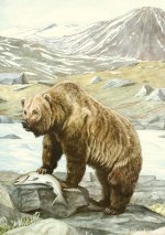 Carnet Notes & Lecture - Animaux sauvages d’Amérique du Nord