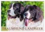 Traumhund Landseer (Wandkalender 2024 DIN A2 quer), CALVENDO Monatskalender