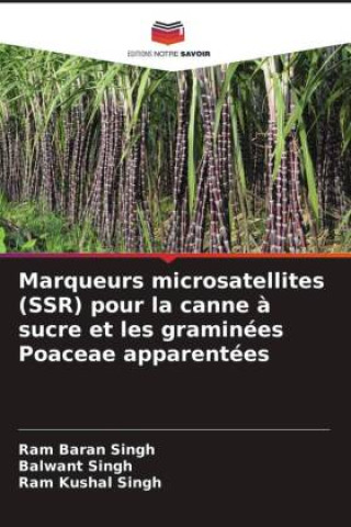 Marqueurs microsatellites (SSR) pour la canne ? sucre et les graminées Poaceae apparentées