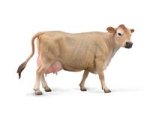 Jersey Cow Krowa