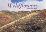 Wildflowers