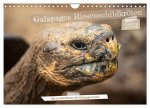 Die Riesenschildkröten der Galapagos Inseln (Wandkalender 2024 DIN A4 quer), CALVENDO Monatskalender