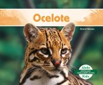 Ocelote