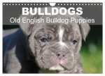 Bulldogs - Old English Bulldog Puppies (Wall Calendar 2024 DIN A4 landscape), CALVENDO 12 Month Wall Calendar