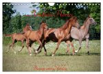 Arabian Horses - Beauty And Nobility (Wall Calendar 2024 DIN A4 landscape), CALVENDO 12 Month Wall Calendar