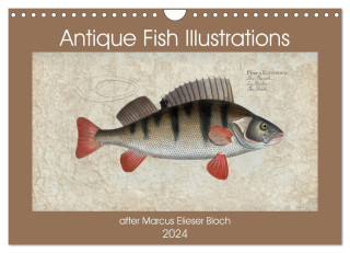Antique fish illustrations after Elieser Bloch (Wall Calendar 2024 DIN A4 landscape), CALVENDO 12 Month Wall Calendar