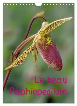 Le beau Paphiopedilum (Calendrier mural 2024 DIN A4 horizontal), CALVENDO calendrier mensuel