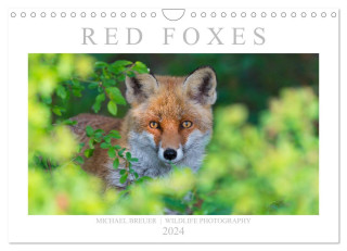 Red Foxes 2024 (Wall Calendar 2024 DIN A4 landscape), CALVENDO 12 Month Wall Calendar