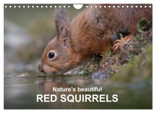 Nature's beautiful red squirrels (Wall Calendar 2024 DIN A4 landscape), CALVENDO 12 Month Wall Calendar