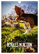 Beagles in action (Wall Calendar 2024 DIN A4 portrait), CALVENDO 12 Month Wall Calendar