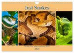 Just Snakes (Wall Calendar 2024 DIN A4 landscape), CALVENDO 12 Month Wall Calendar