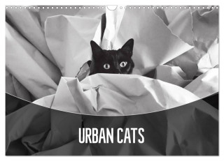 Urban Cats (Wall Calendar 2024 DIN A3 landscape), CALVENDO 12 Month Wall Calendar