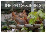 The red squirrels (Wall Calendar 2024 DIN A4 landscape), CALVENDO 12 Month Wall Calendar