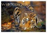 Wild Tigers 2024 (Wall Calendar 2024 DIN A3 landscape), CALVENDO 12 Month Wall Calendar