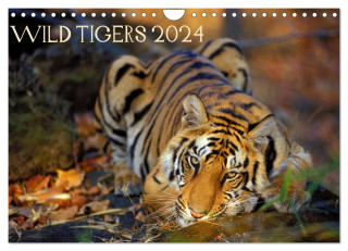 Wild Tigers 2024 (Wall Calendar 2024 DIN A4 landscape), CALVENDO 12 Month Wall Calendar